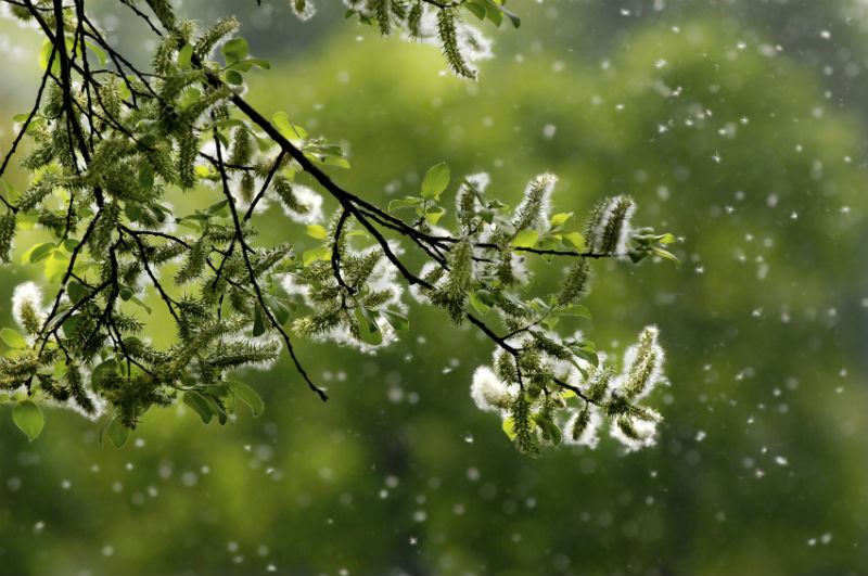 Air Purifier for Allergies