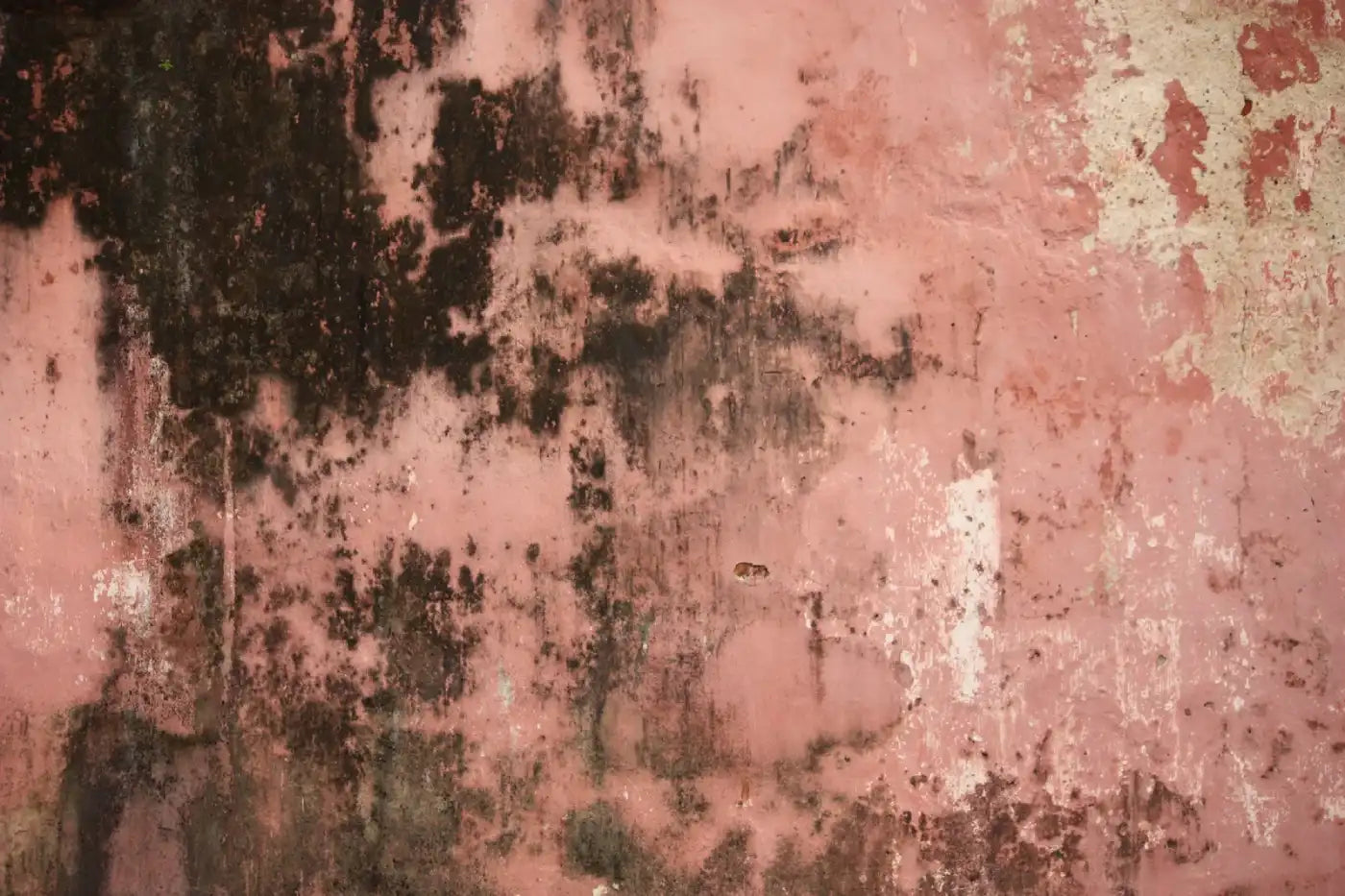 Mold on wall