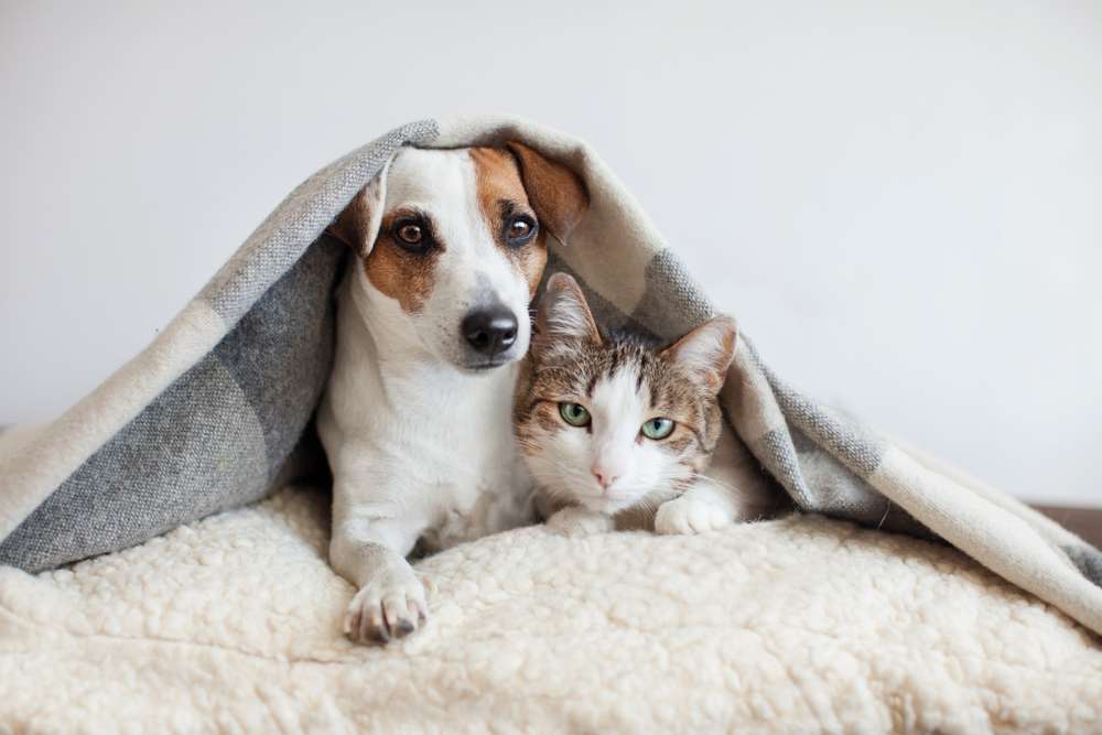 A dog and cat that will prompt you to buy the best air purifiers for pets