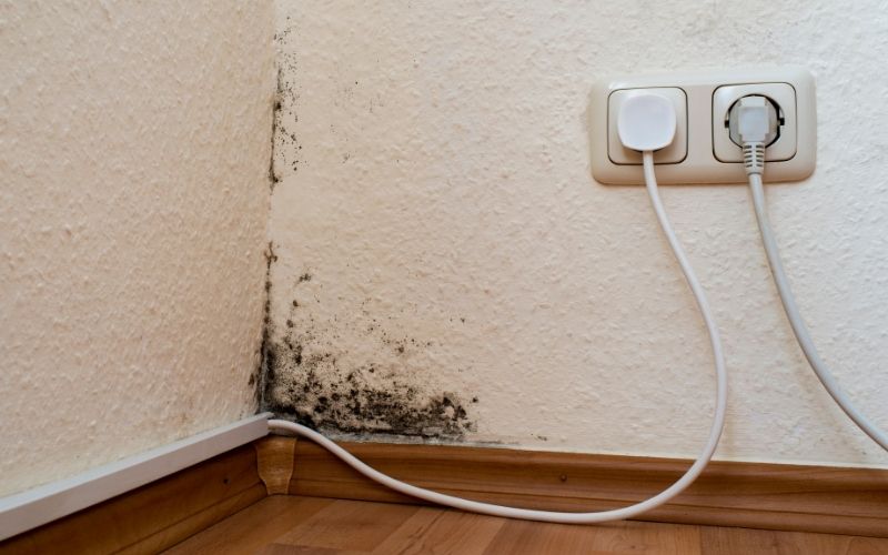 Mold spores in the home