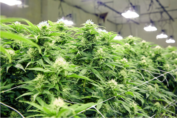Air Purifier for Marijuana Grow Room and Dispensary