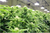Air Purifier for Marijuana Grow Room and Dispensary